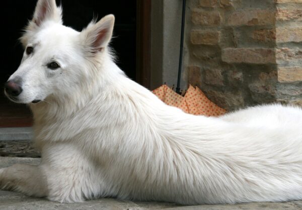 Chien Berger Blanc Suisse