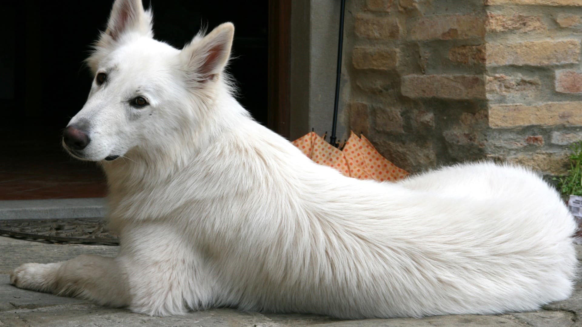 chien de berger suisse blanc - berger blanc suisse à adopter