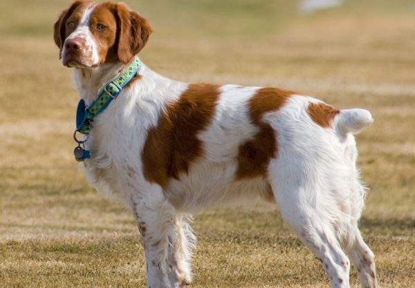 Chien Epagneul Breton