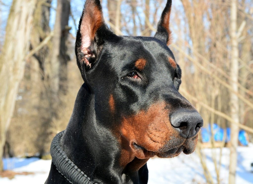 Dobermann