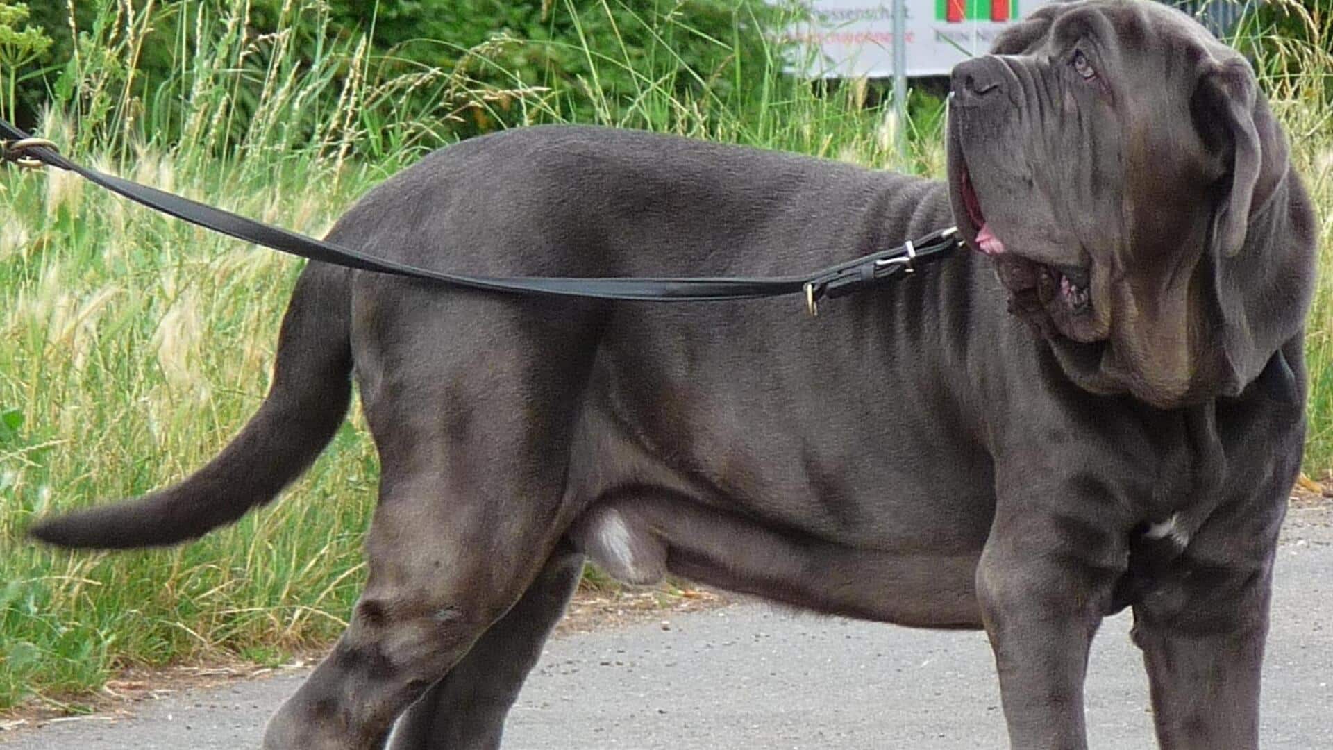 Races de grands chiens Notre top 10