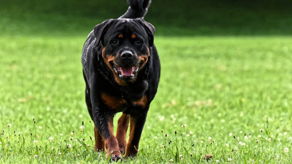 Rottweiler