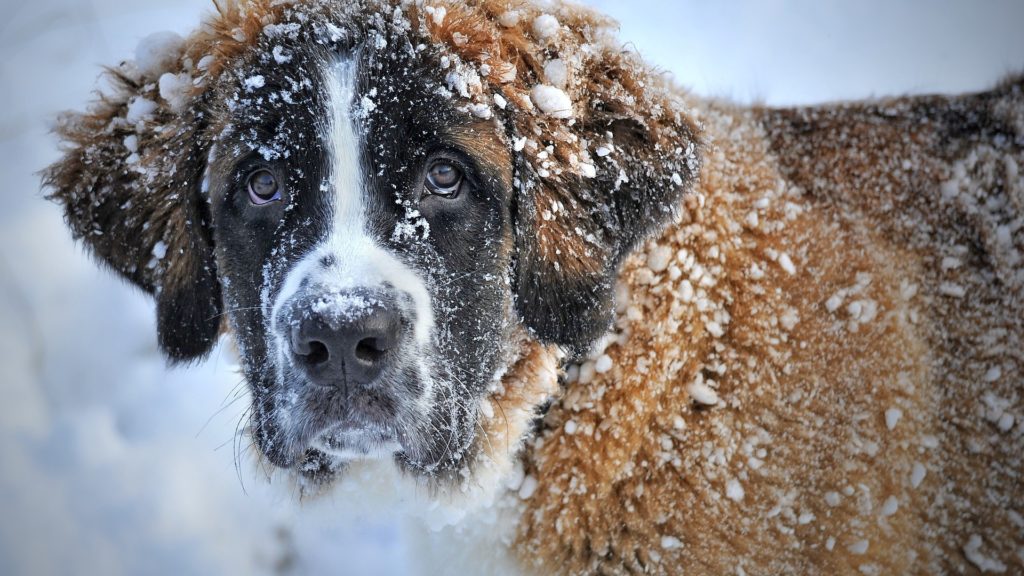 Saint-Bernard