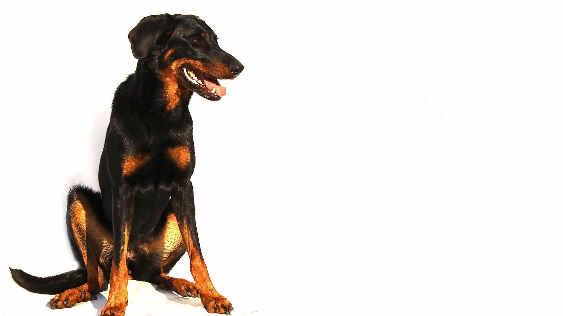 adopter Chien Beauceron