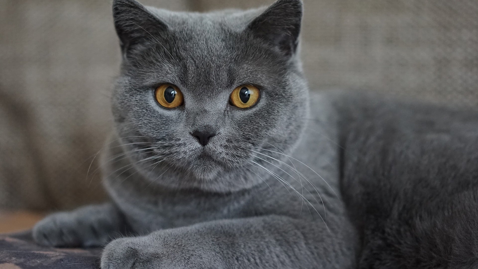 adopter chat Chartreux