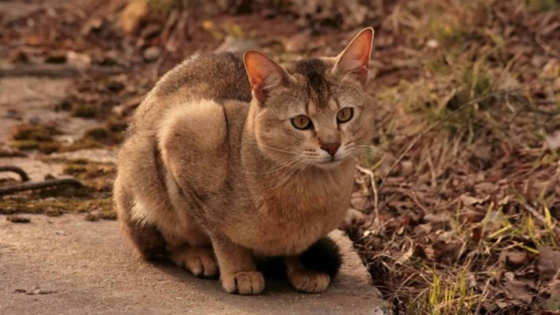 adopter chat Chausie
