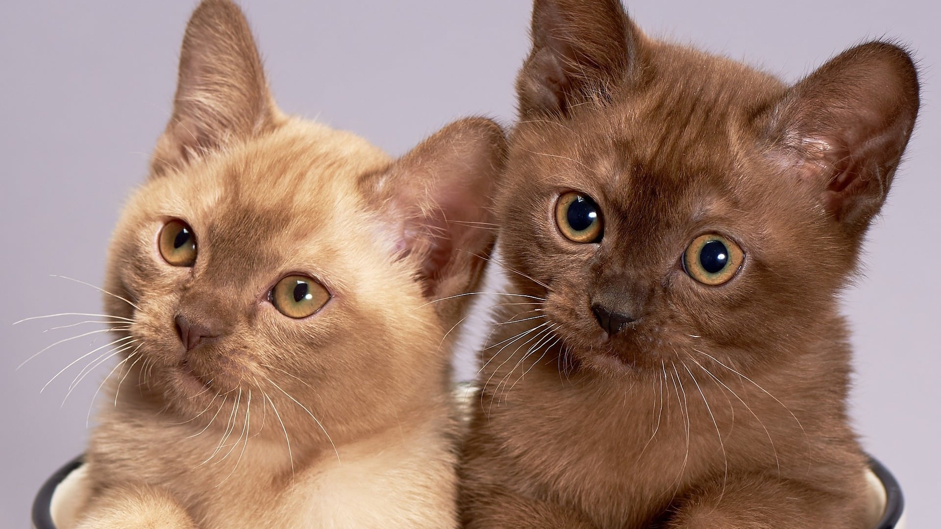 adopter chat burmese