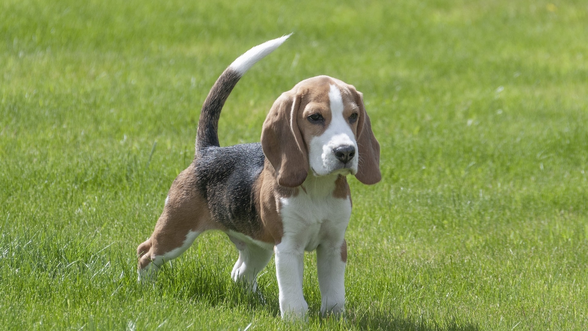 adopter chien beagle