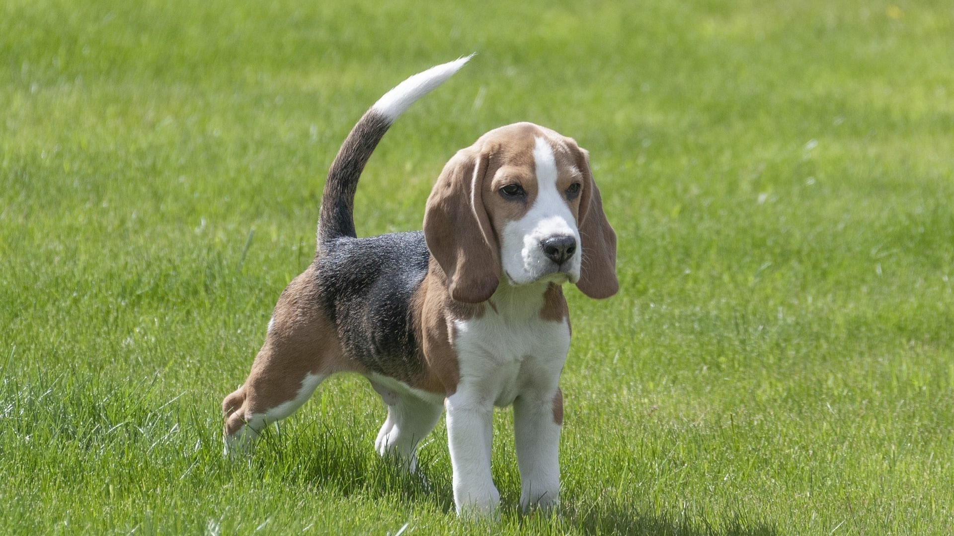 adopter chien beagle