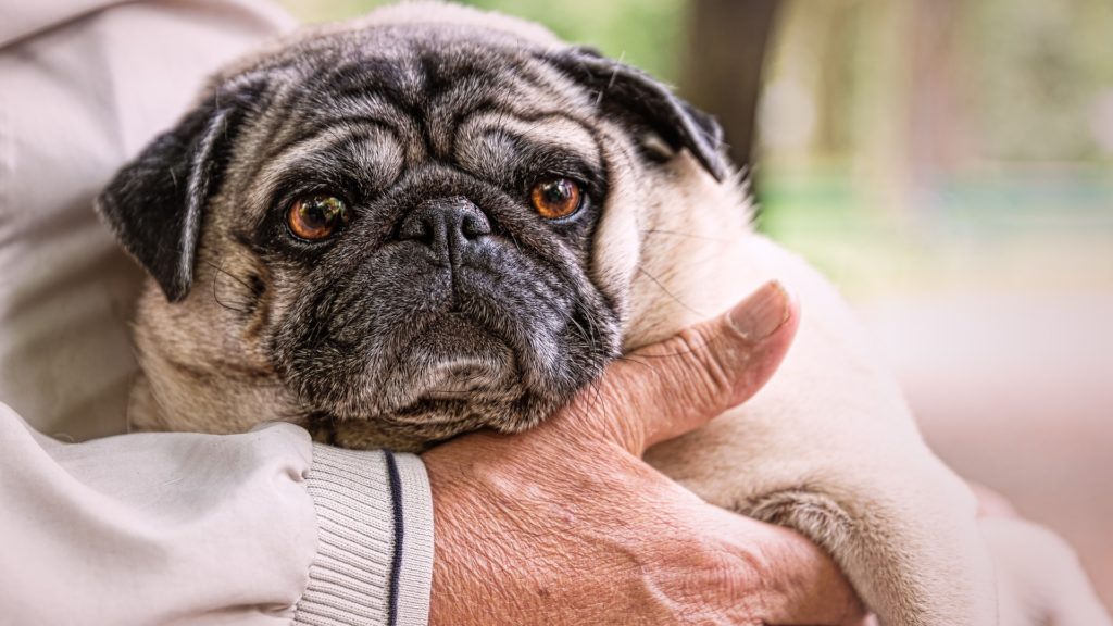 assurance et mutuelle pour chien