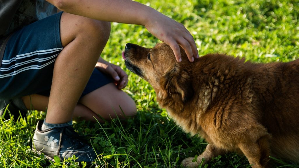 assurance pour chien