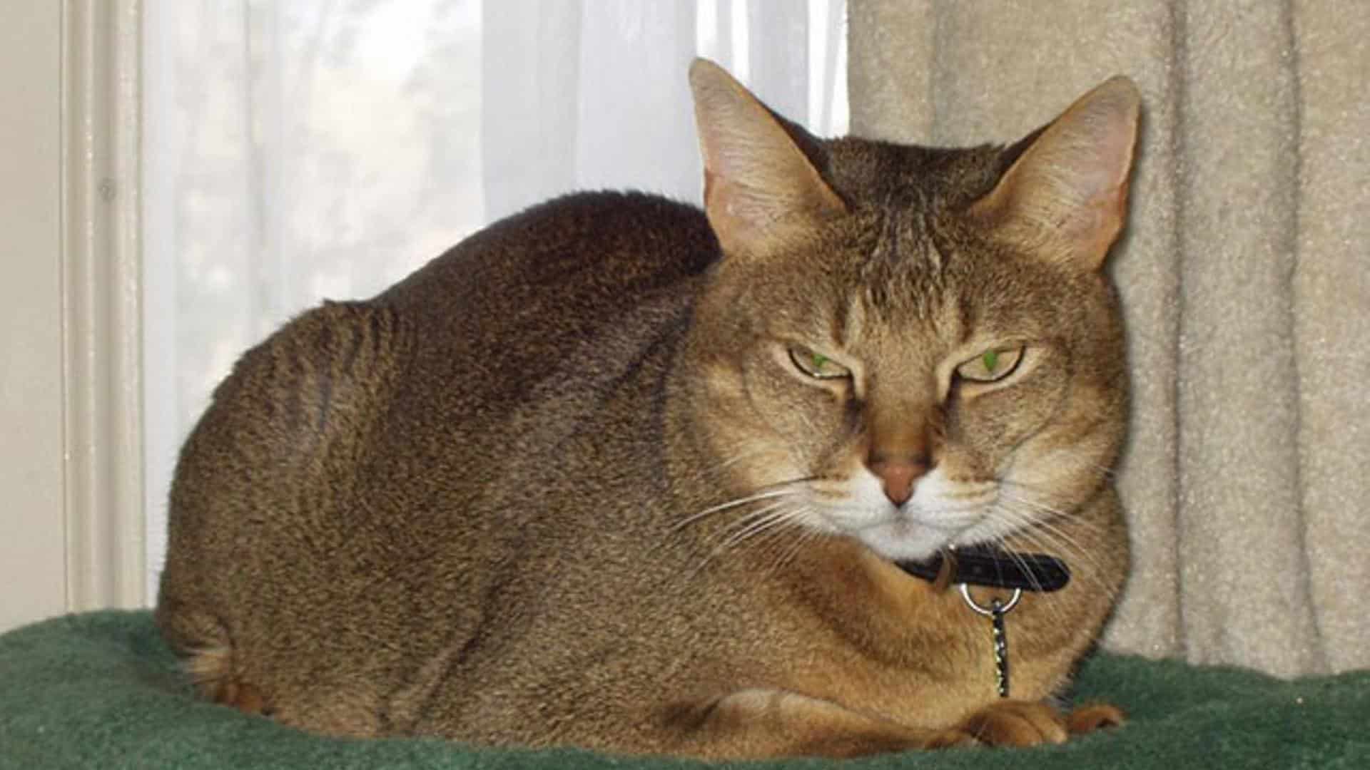 caractère chat Chausie