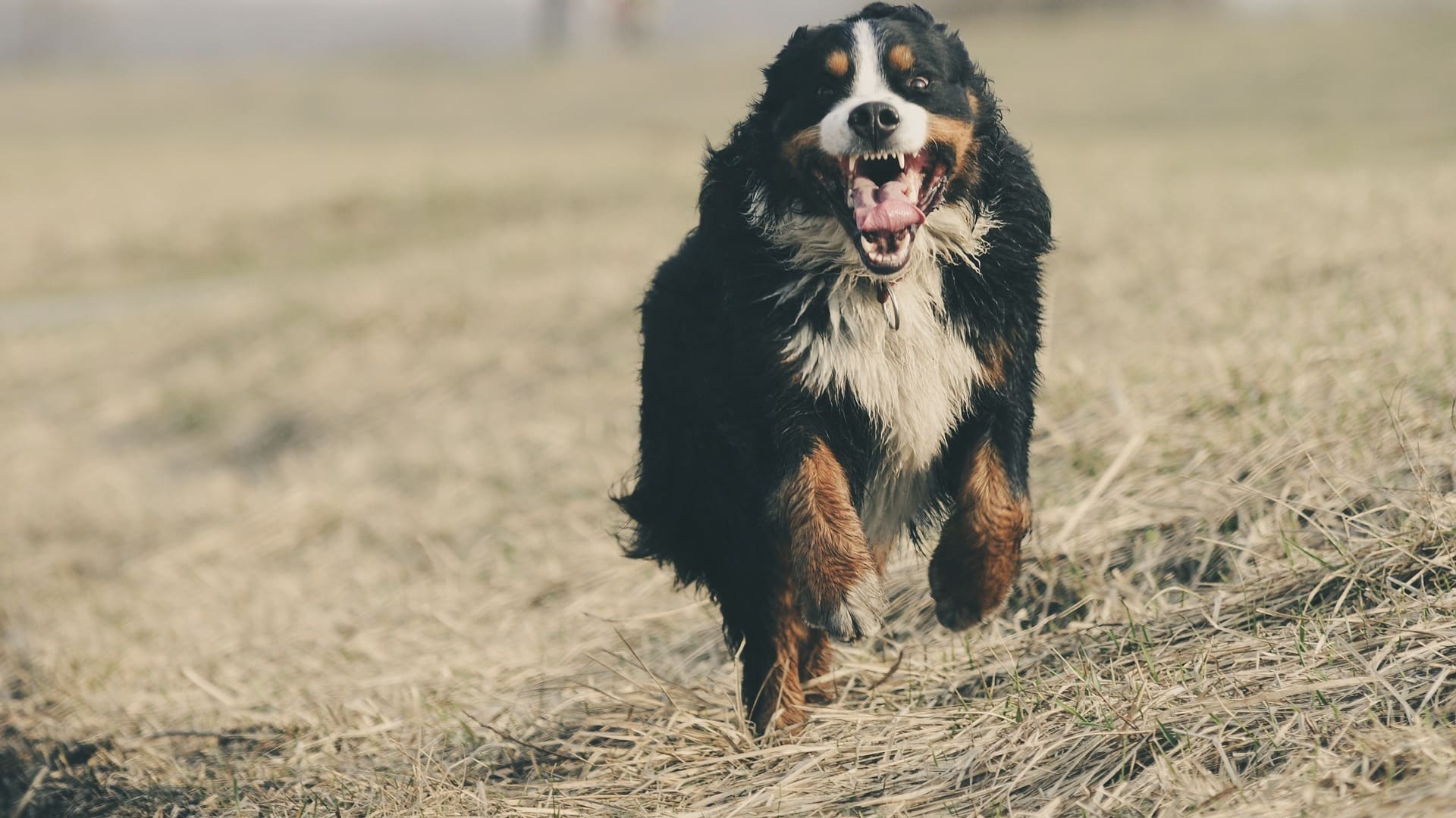 caractère chien Bouvier Bernois