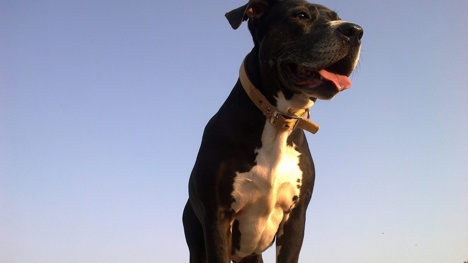 Pitbull : Prix de ce chien, Caractère, Santé, Alimentation