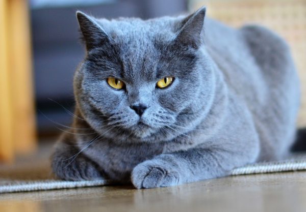 chat Chartreux