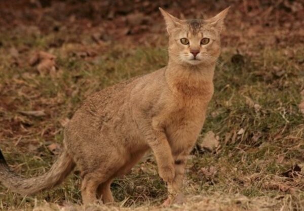 chat Chausie