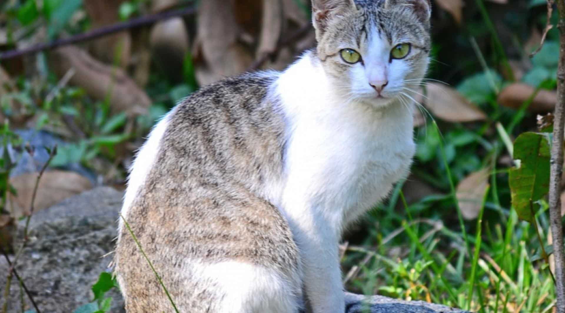 chat ceylan et fugue