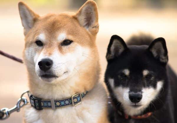 chien Shiba Inu