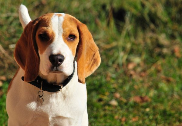 chien beagle