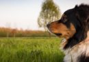 chien de garde