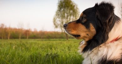 chien de garde