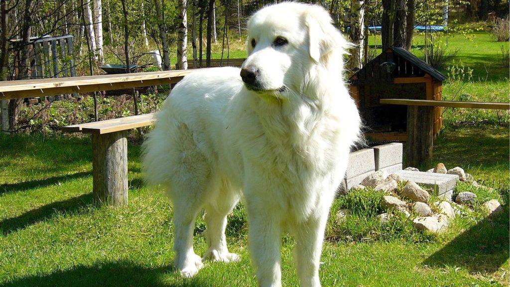 chien de montagne des Pyrénées