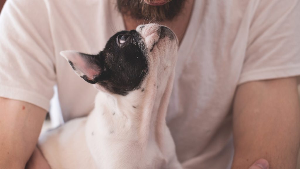 choix assurance pour chien