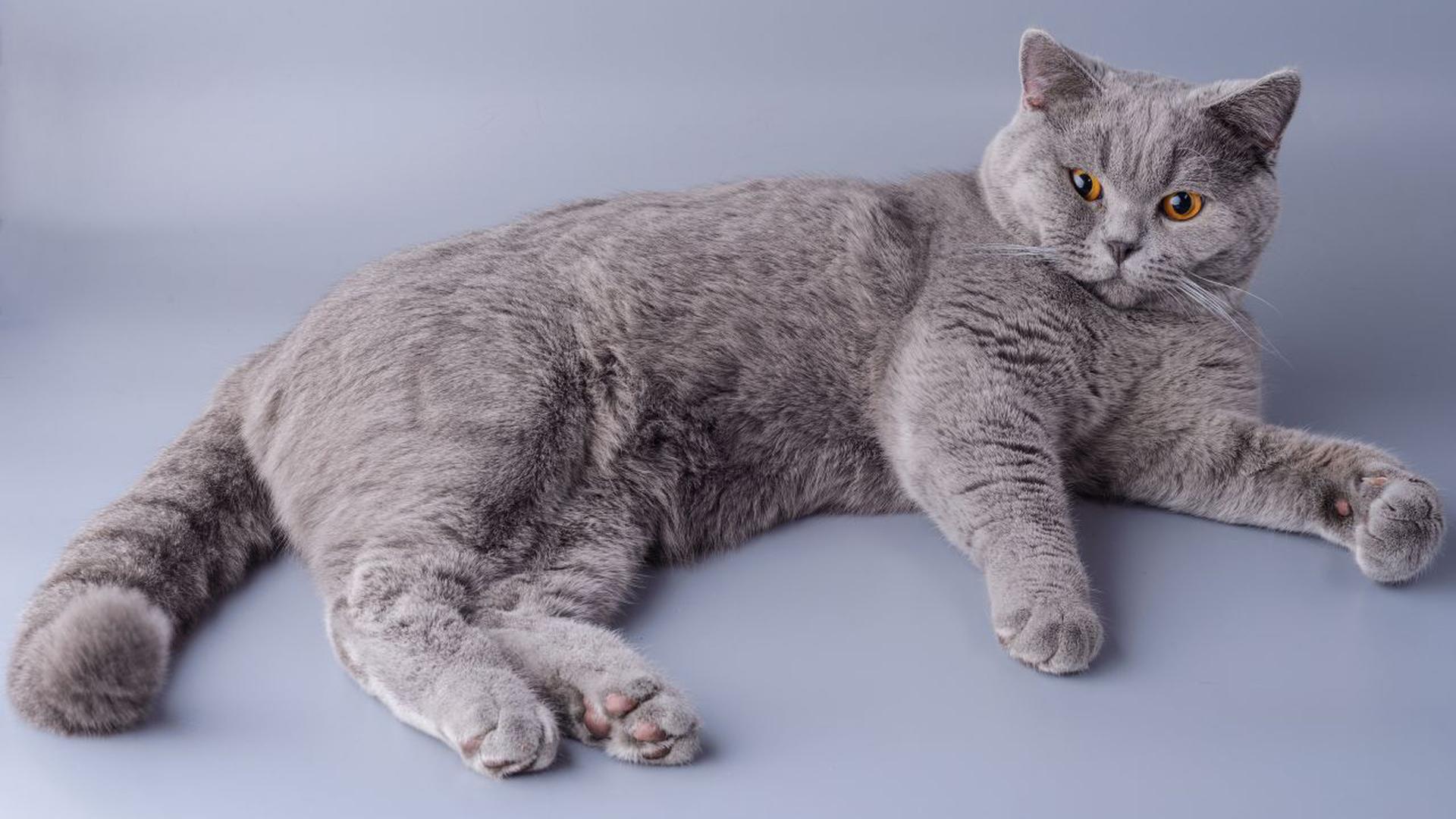 comportement chat British Shorthair