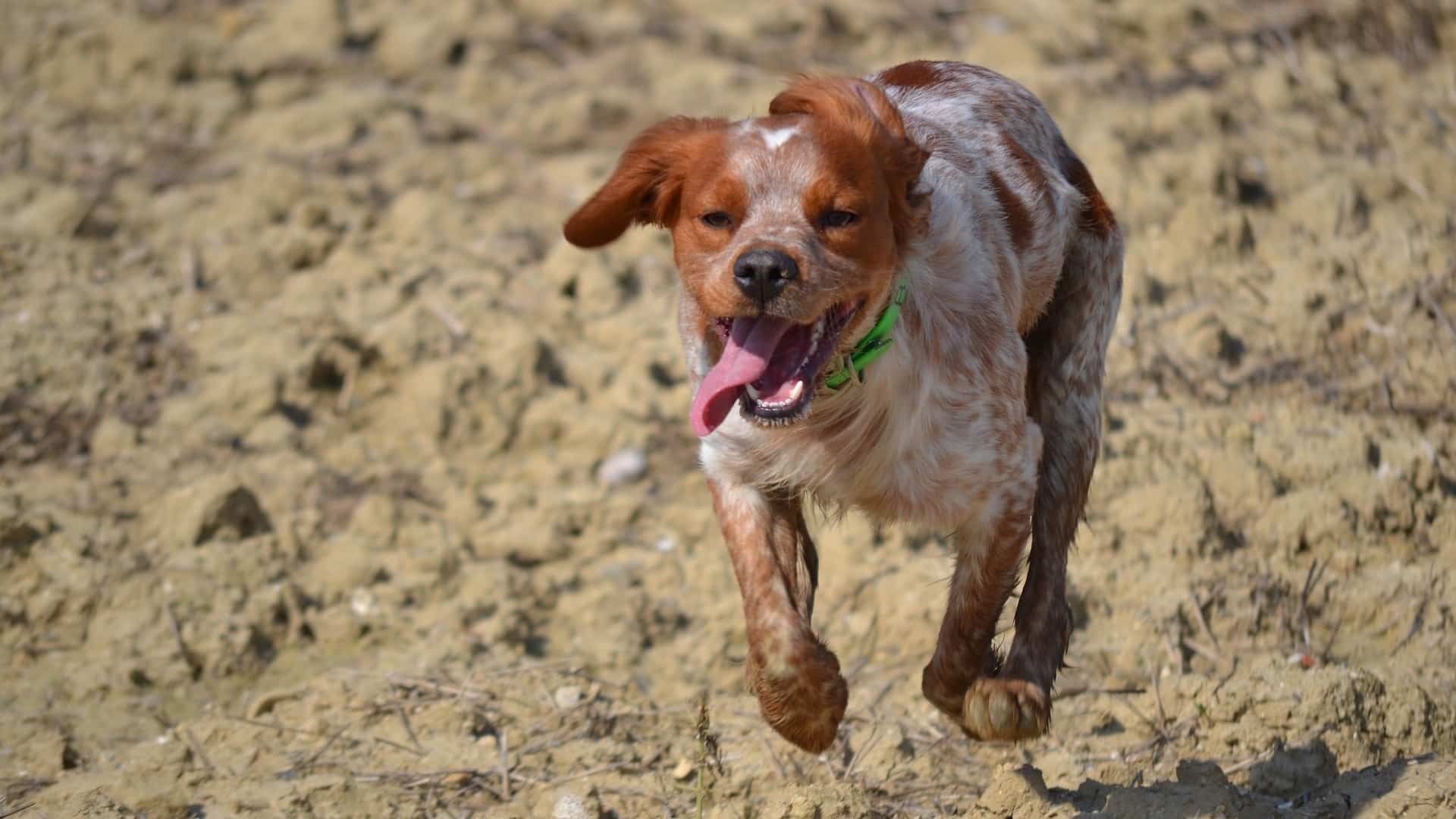 entretien Chien Epagneul Breton