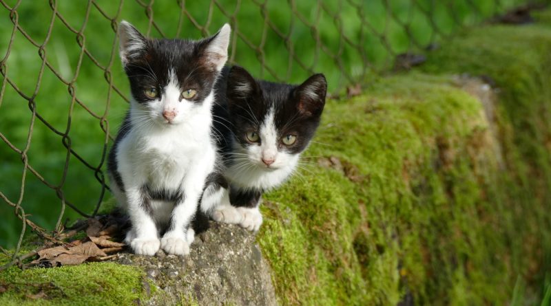 espérance de vie d'un chat