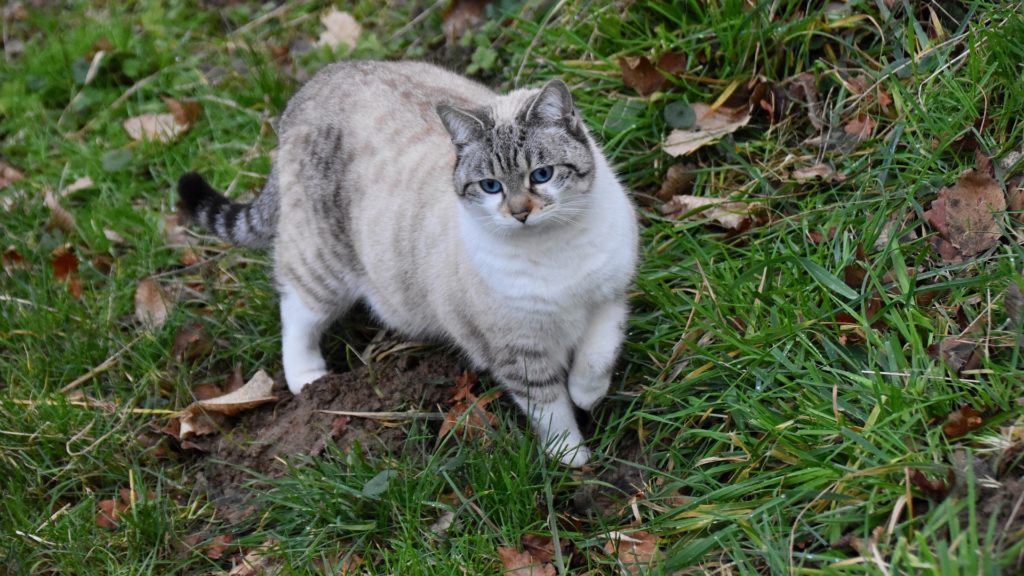 espérance de vie d'un chat de gouttière