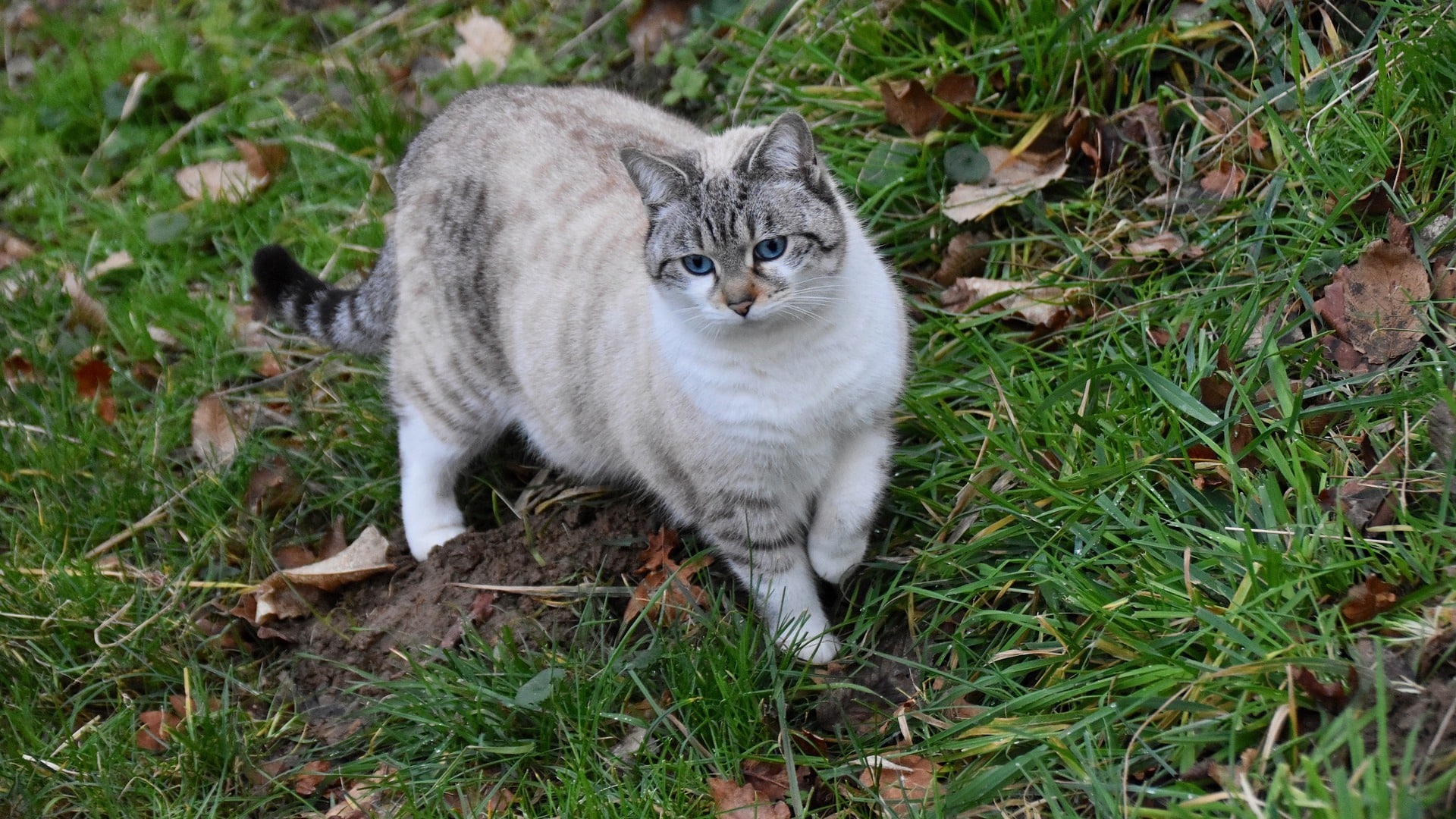 Chat souffle au coeur espérance de vie