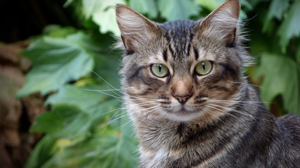 espérance de vie d'un chat sauvage