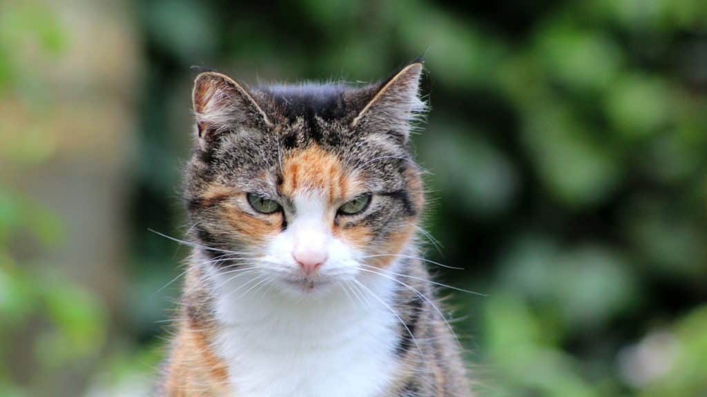 espérance de vie d'un chat trois couleurs