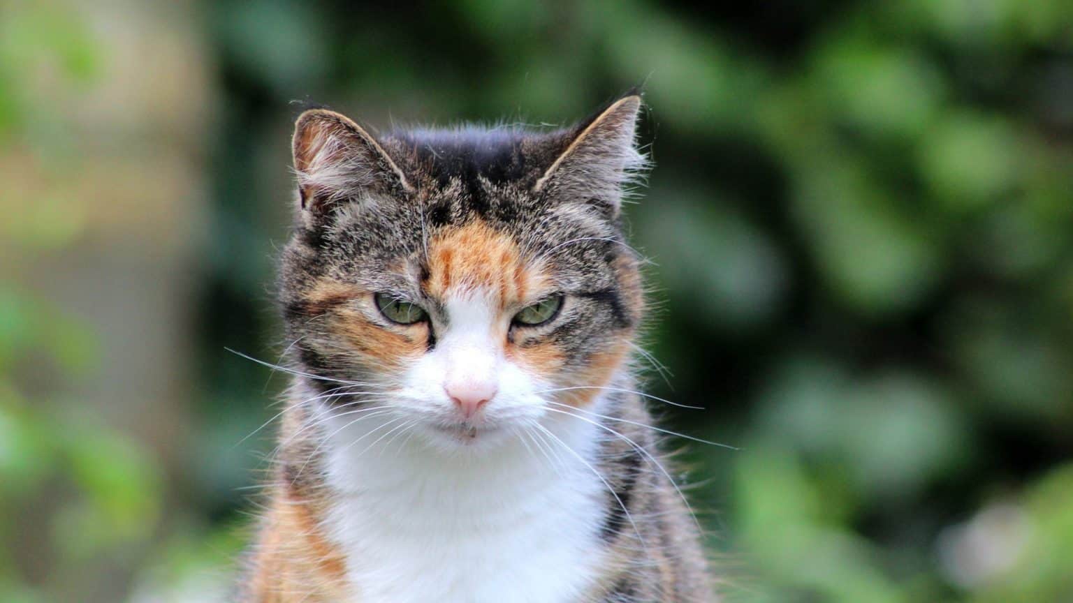 Quelle est l’espérance de vie d’un chat
