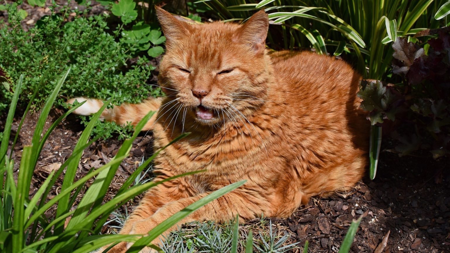 Jusqu A Quel Age Grandit Un Chat De Gouttière
