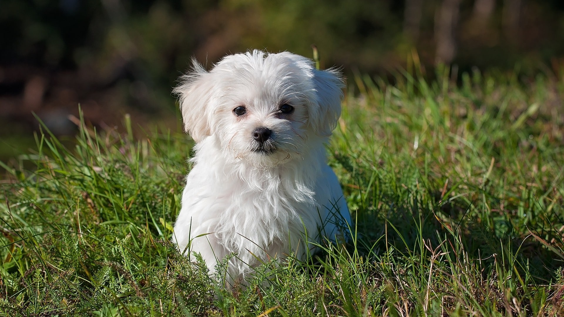Quelle est l’espérance de vie d’un chien Quelle est l’espérance de vie d’un chien