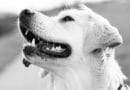 espérance de vie d'un chien
