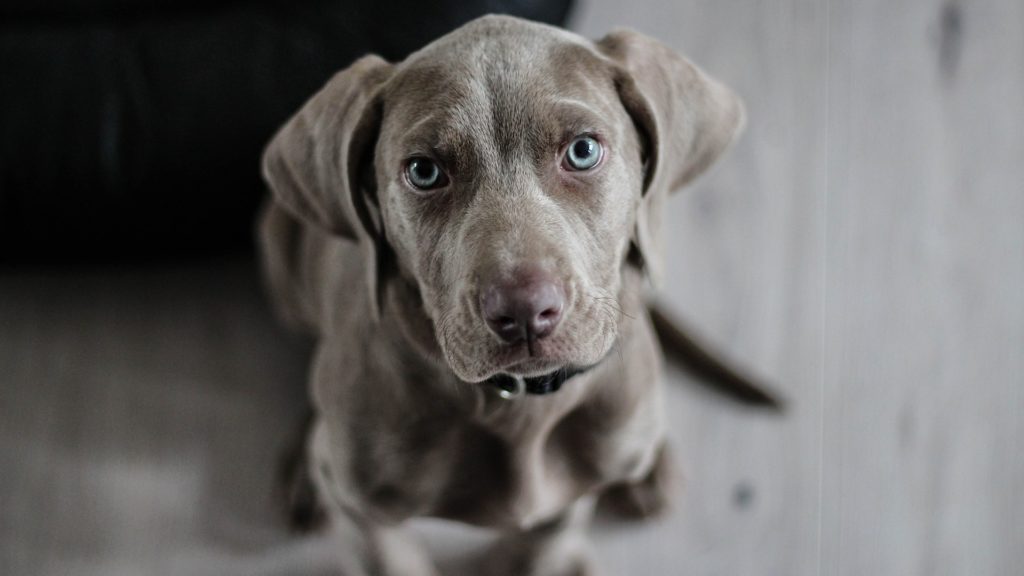 espérance de vie d'un chien combien