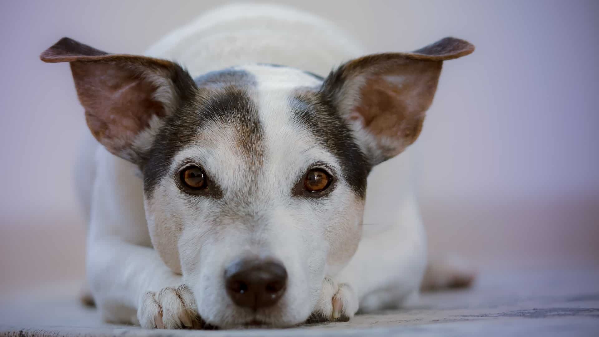 Quelle est l’espérance de vie d’un chien Quelle est l’espérance de vie d’un chien