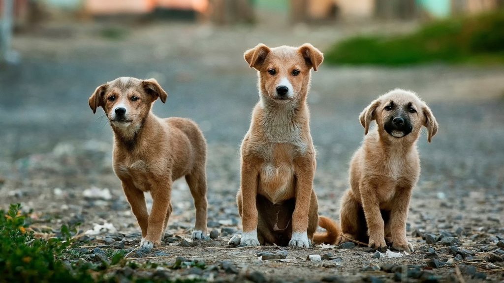 meilleur nom de chien