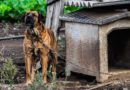 niche pour chien