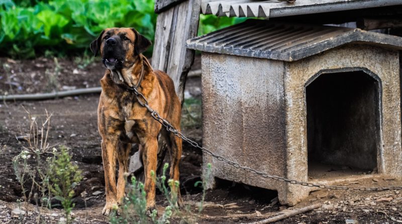 niche pour chien