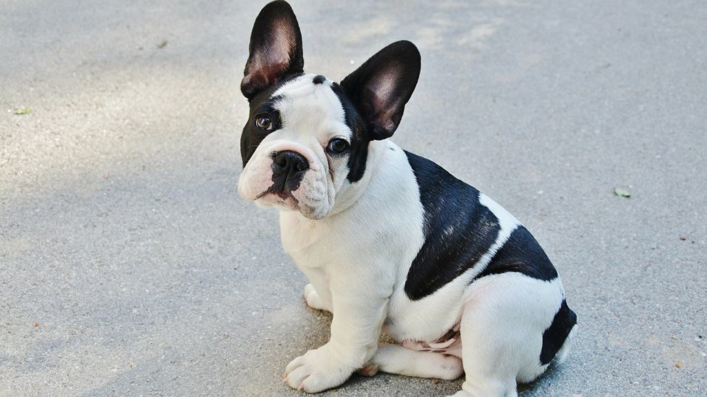 origine Chien Bouledogue Français