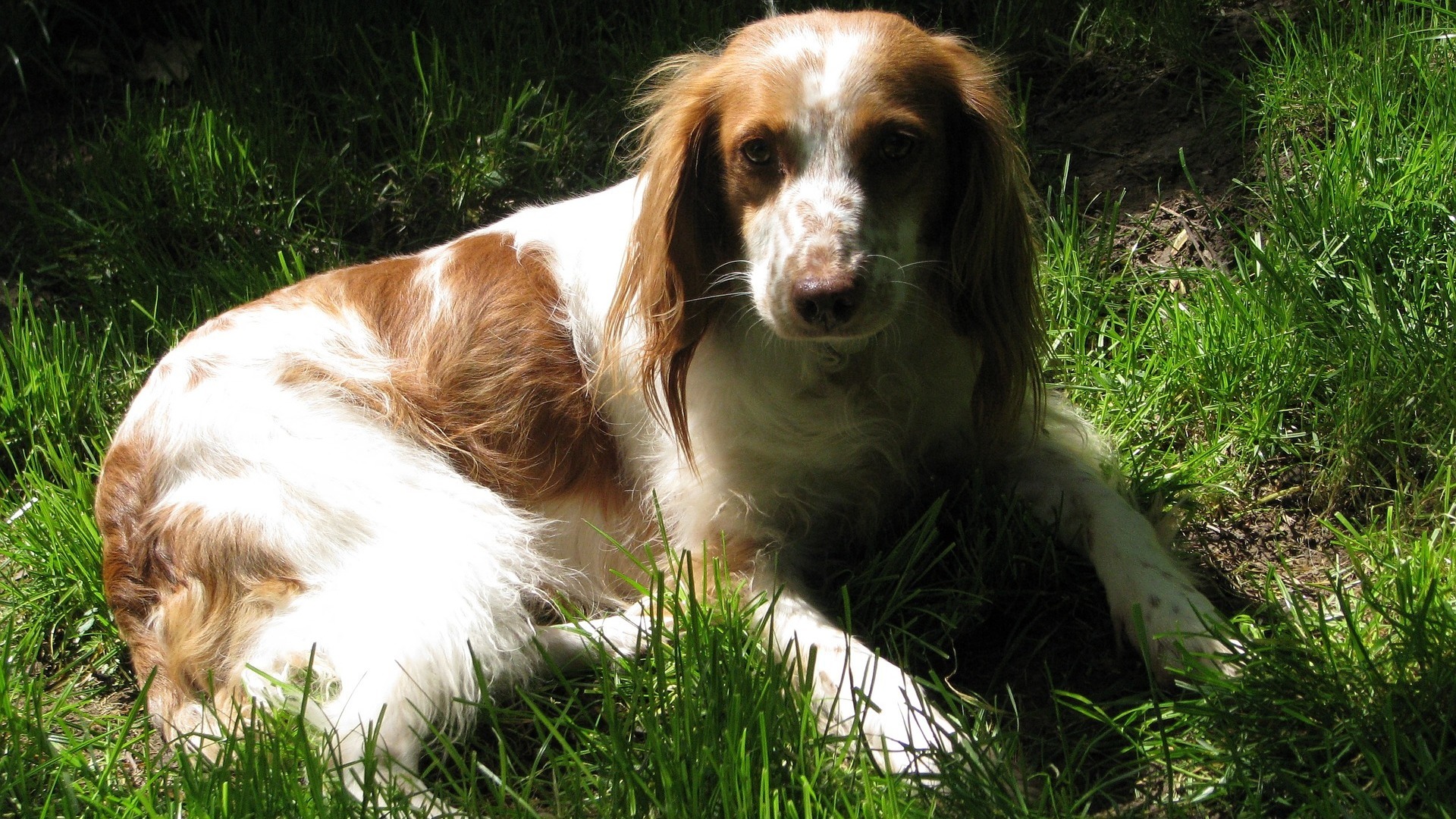 origine Chien Epagneul Breton