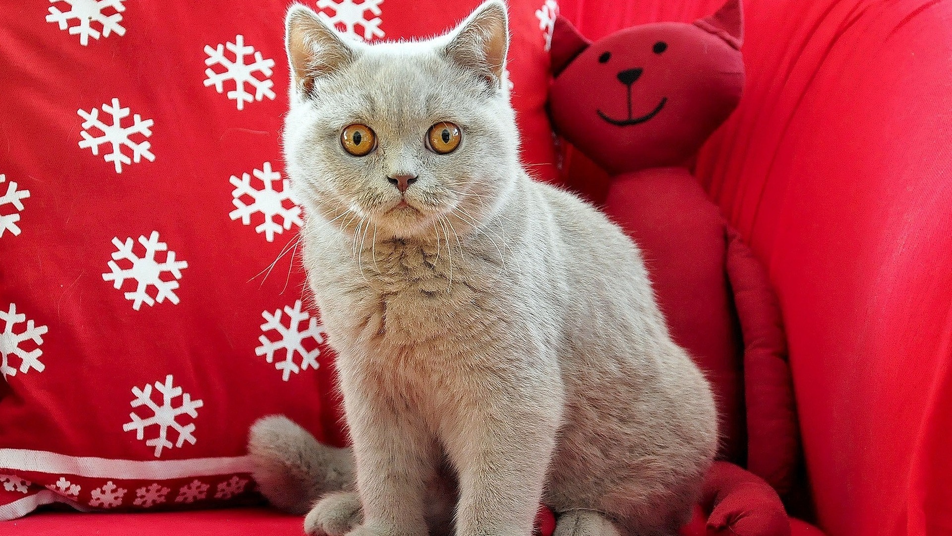 origine chat British Shorthair