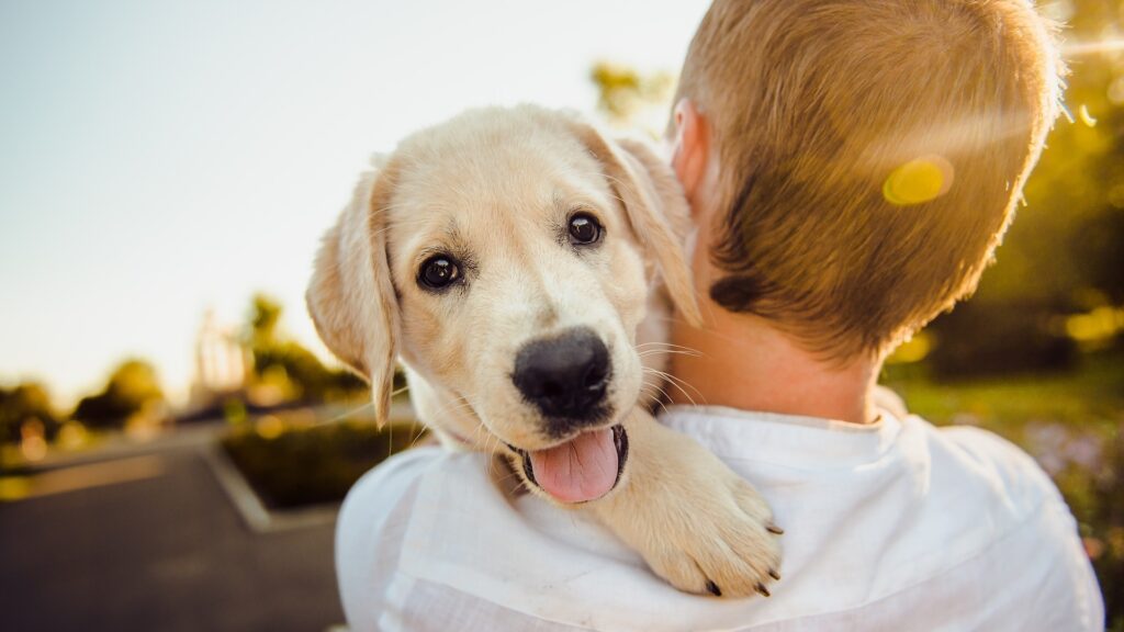 photo assurance pour chien