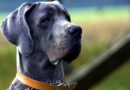 races de grands chiens