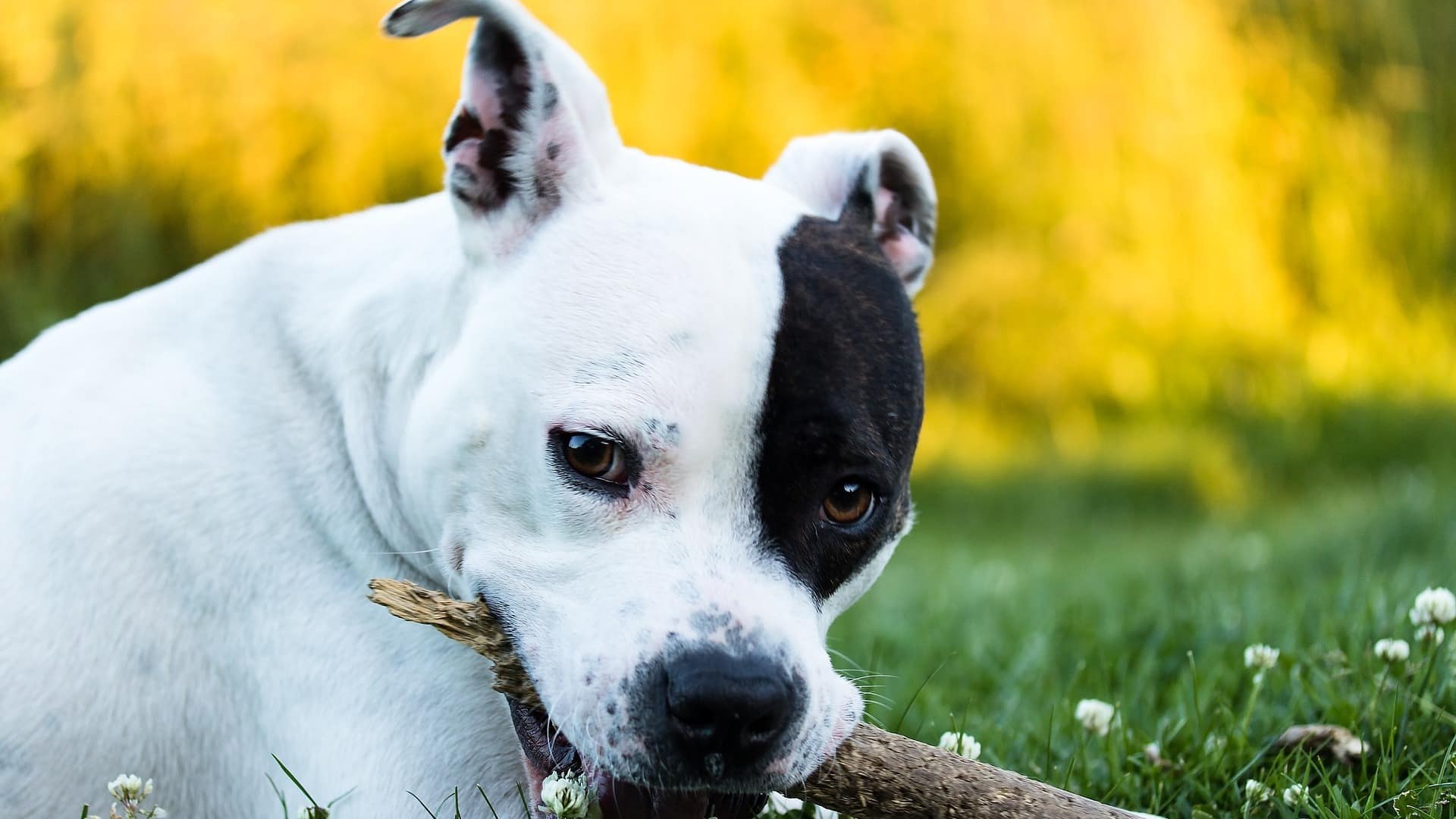 American Staffordshire Terrier : Prix de ce chien, Caractère, Santé, Alimentation