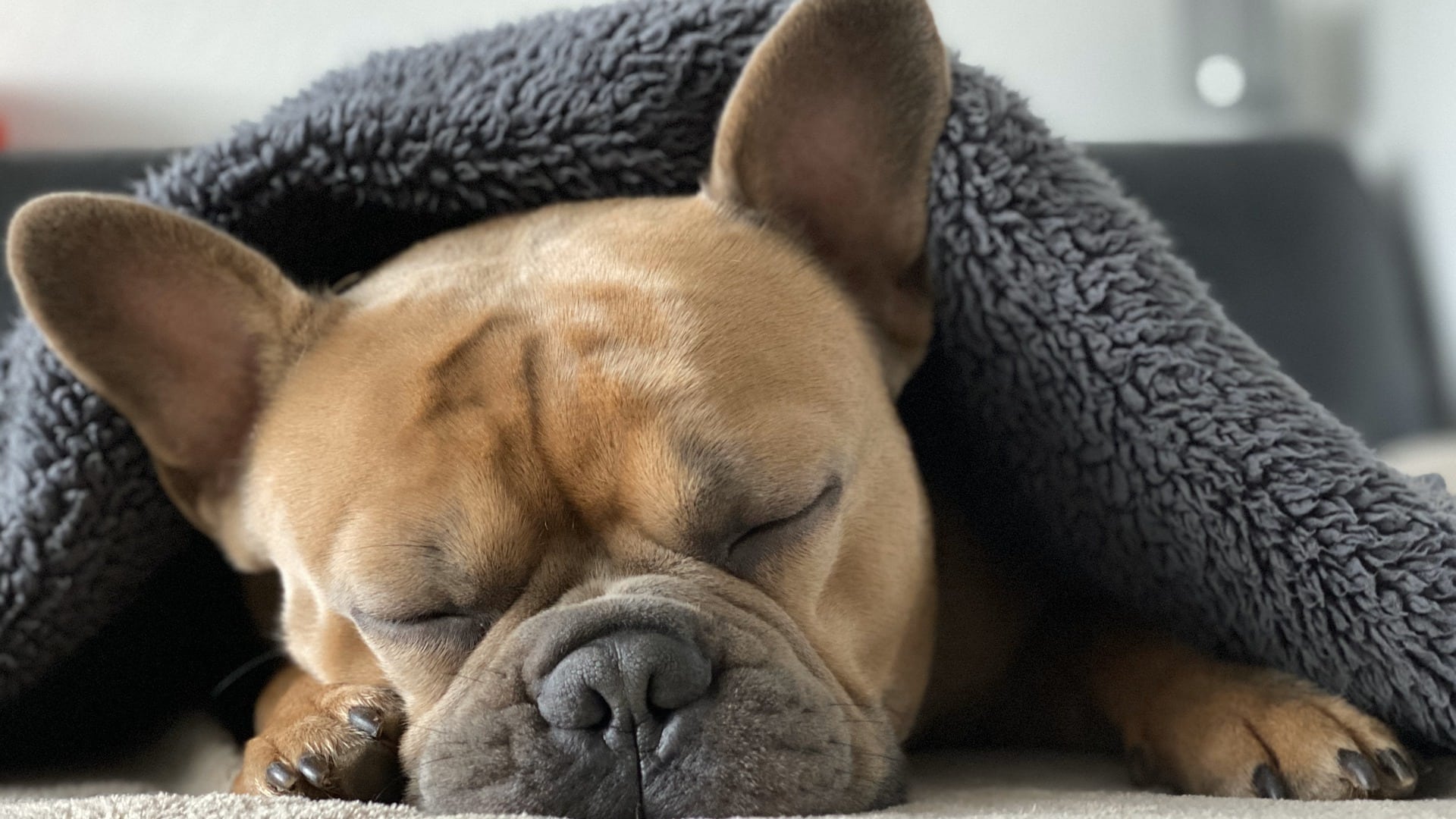 santé Chien Bouledogue ançais